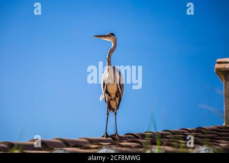 Krane auf dem Dach in Camargue, Frankreich. Stockfoto