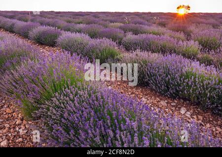 Sonnenuntergang über Lavendelfeld in der Provence, Frankreich, Europa. Stockfoto