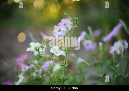 Im Garten wachsen weiße und violette Petunia-Blüten, Seitenansicht aus der Nähe Stockfoto