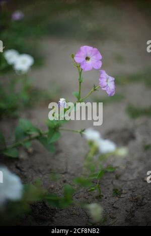 petunia-Blüten wachsen im Sommergarten auf dem Boden Hintergrund Stockfoto