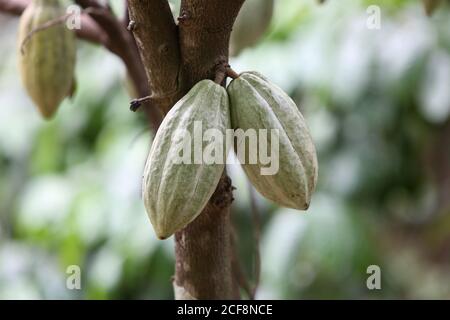 PANIYAN STAMM, Kakaobst auf Baum, Chulliyod Dorf, Vannathara Kolonie, Kerala, Indien, Diese tropische Frucht ist immer noch die Quelle aller Schokolade und Stockfoto