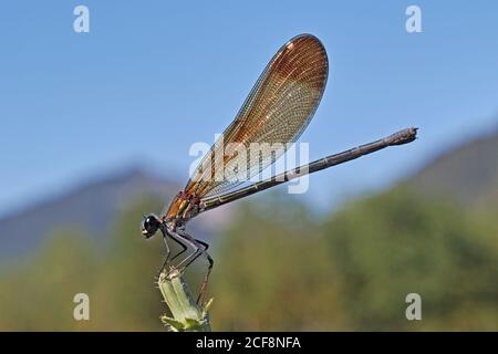 Weibliches Exemplar der Damselfliege Calopteryx haemorrhoidalis, das auf einer Pflanze ruht Stockfoto