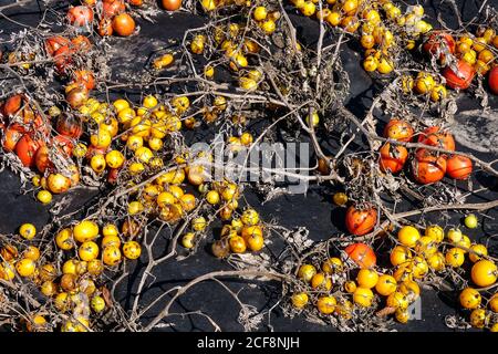 Kunststoff Mulch, Mulchen Pflanzen, Vorteile - ausgesetzt Unkraut, Wassereinlagerungen und Boden Mikroklima, in der Regel einfacher Wartung, Reifung Tomaten Stockfoto