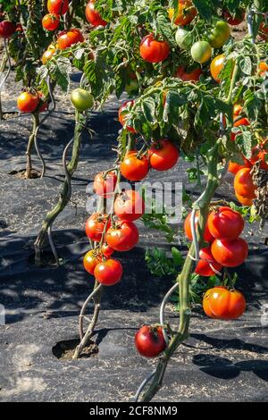 Kunststoff Mulch, Mulchen Pflanzen, Vorteile - ausgesetzt Unkraut, Wassereinlagerungen und Boden Mikroklima, in der Regel einfacher Wartung, Reifung Tomaten Stockfoto