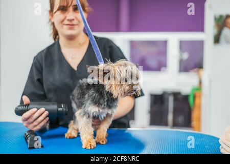 Entzückende Yorkshire Terrier sitzt auf dem Pflegetisch in der Nähe verschwommener Frau, die nach dem Waschen Fell trocknet Stockfoto