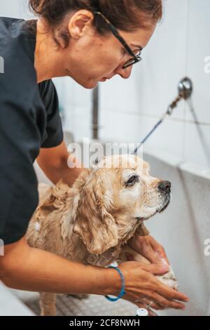 Erwachsene Frau waschen Hund in der Badewanne, während sie in einem professionellen Friseursalon arbeitet Stockfoto