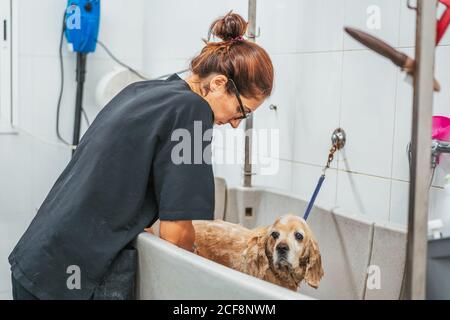 Erwachsene Frau waschen Spaniel Hund in der Badewanne während der Arbeit in professionellen Pflege Salon Stockfoto