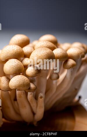 Frische, ungekochte buna braune Shimeji essbare Pilze aus Asien, reich an umami schmeckenden Verbindungen wie Guanylic und Glutaminsäure Stockfoto
