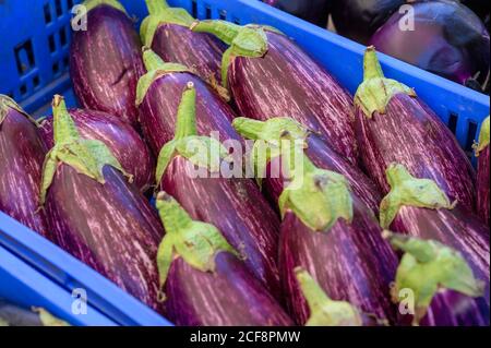 Frische reife leckere violette Auberginen in blauer Box auf Bauern Markt in Italien schließen Stockfoto