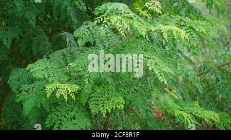 Erstaunlich helle grünliche Blätter von Drumstic oder Moringa Baum. Blick auf die grüne Gartenlandschaft. Es ist auch Sahjan Baum in Indien bekannt. Stockfoto