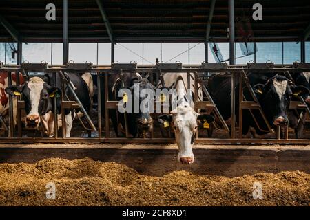 Holstein friesische Milchkühe im Freiviehstall Stockfoto