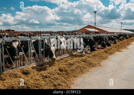 Holstein friesische Milchkühe im freien offenen Stall Stockfoto