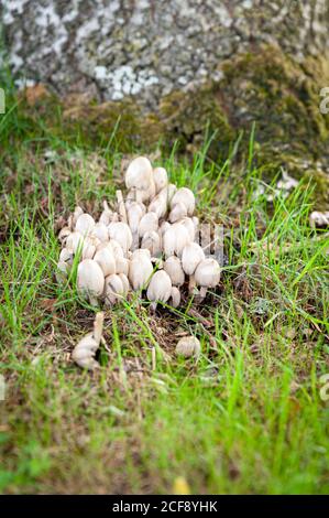 Weiße, kapped wilde Egghead Mottlegill (Panaeolus semiovatus) Pilze auf Waldboden. Waldpilze wachsen neben Baum. Stockfoto