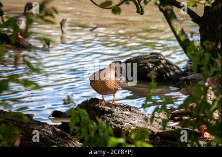 Weibliche Mallard Ente steht an einem Ufer des Sees in der nachmittäglichen Sonne und kümmert sich um ihre Federn. Mallard Henne Ente preening Federn. Stockfoto