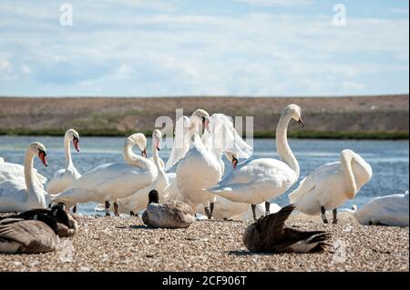 Eine riesige Schar stummer Schwäne versammelt sich auf dem See. Cygnus olor. Stockfoto