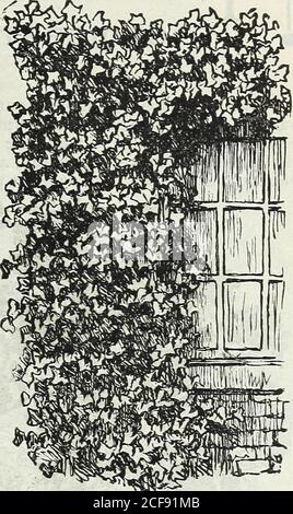 . Unser neuer Führer zur Rosenkultur : 1891. ENGLISCH IVY. Is UND 20 CTS. WISTERIA MAGNIF1CA. ElJMIiIA JAPOflCA ZEBRlJlfl. Stockfoto