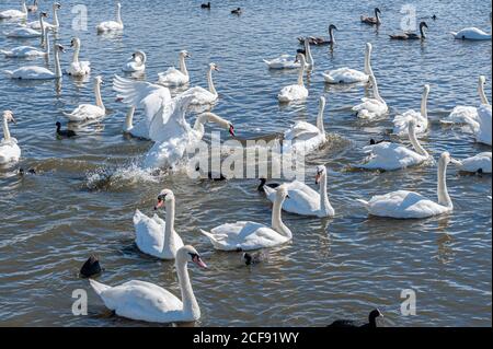 Eine Schlägerei und Verfolgungsjagd unter Schwanen. Eine riesige Schar stummer Schwäne versammelt sich auf dem See. Cygnus olor. Stockfoto