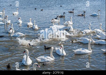 Eine Schlägerei und Verfolgungsjagd unter Schwanen. Eine riesige Schar stummer Schwäne versammelt sich auf dem See. Cygnus olor. Stockfoto