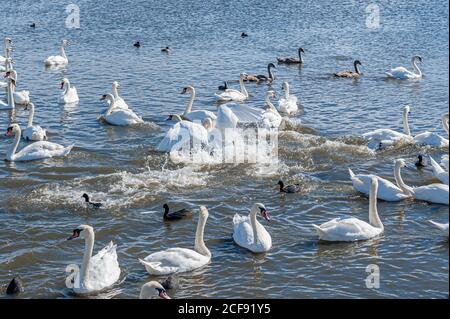 Eine Schlägerei und Verfolgungsjagd unter Schwanen. Eine riesige Schar stummer Schwäne versammelt sich auf dem See. Cygnus olor. Stockfoto