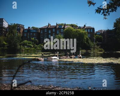 Hampstead Heath, London, Großbritannien, August 2018 Stockfoto