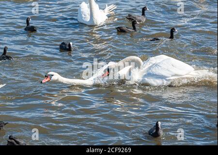 Eine Schlägerei und Verfolgungsjagd unter Schwanen. Eine riesige Schar stummer Schwäne versammelt sich auf dem See. Cygnus olor. Stockfoto