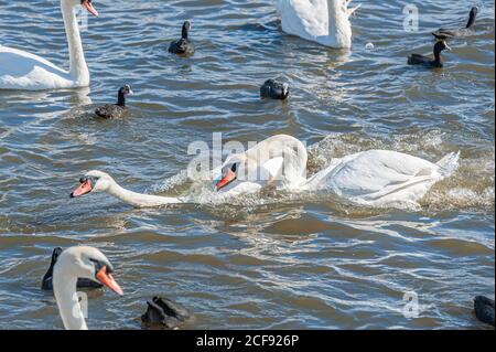 Eine Schlägerei und Verfolgungsjagd unter Schwanen. Eine riesige Schar stummer Schwäne versammelt sich auf dem See. Cygnus olor. Stockfoto