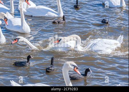 Eine Schlägerei und Verfolgungsjagd unter Schwanen. Eine riesige Schar stummer Schwäne versammelt sich auf dem See. Cygnus olor. Stockfoto