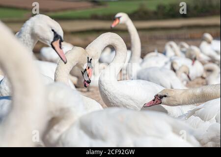 Eine riesige Schar stummer Schwäne versammelt sich auf dem See. Cygnus olor. Stockfoto