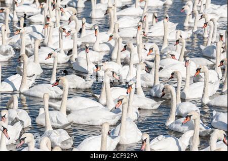 Eine riesige Schar stummer Schwäne versammelt sich auf dem See. Cygnus olor. Stockfoto