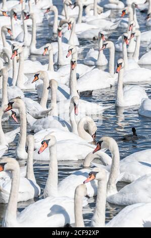 Eine riesige Schar stummer Schwäne versammelt sich auf dem See. Cygnus olor. Stockfoto