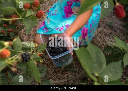 Frauen Hände pflücken reife Brombeeren. Mittlerer Schuss mit Plastikwanne, voller Beeren. Erntekonzept. Stockfoto