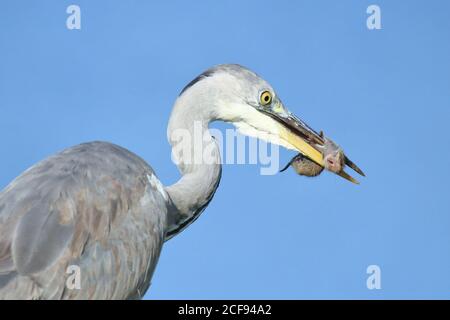 Graureiher fing kleine Wühlmaus auf der Wiese Stockfoto