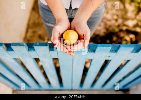 Von oben Ernteansicht einer Frau, die im Sommer gelben Apfel über einem niedrigen Holzzaun auf unscharfem Hintergrund hält Stockfoto