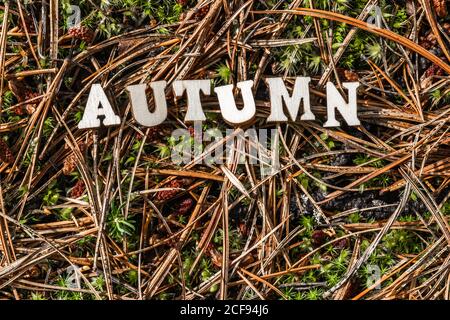 Das Wort Herbst, geschrieben in Holzbuchstaben auf gefallenen Kiefernnadeln, in einem natürlichen Wald. Welken-Konzept. Helles Licht. Nahaufnahme. Leerzeichen für Text. Stockfoto