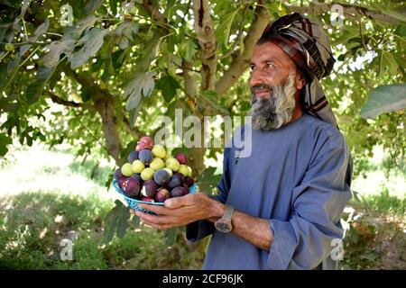 (200904) -- KANDAHAR, 4. September 2020 (Xinhua) -- ein afghanischer Bauer hält einen Korb mit geernteten Feigen in einem Garten in Arghandab Bezirk der Kandahar Provinz, Afghanistan, 3. September 2020. ZUM THEMA "Feature: Feigenbau hilft Brotverdienen, Wirtschaft in der afghanischen Provinz Kandahar ankurbeln" (Foto: Sanaullah Seiam/Xinhua) Stockfoto