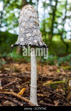 Shaggy Mane (Coprinus comatus) Pilze wachsen im Wald im Herbst Stockfoto