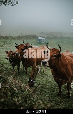 Herde von Kühen auf Feld Stockfoto