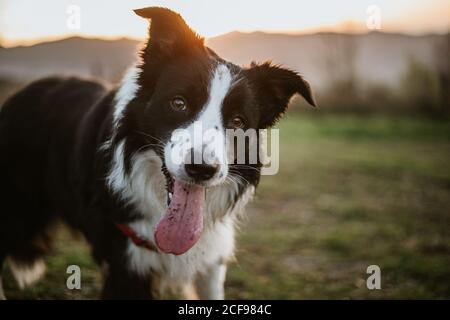 Fröhliche Pedigreed Grenze Collie Hund mit Zunge aus Blick auf Kamera, während Sie auf dem Rasen im Park sitzen Stockfoto