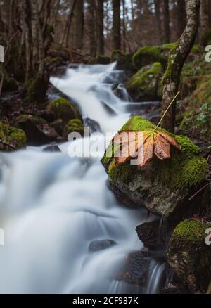 Erstaunliche Landschaft des schmalen Flusses mit Wasserfall-Wasserfall fließt durch Moosiges felsiges Gelände im Herbstwald mit trockenem Blatt Stein im Vordergrund Stockfoto