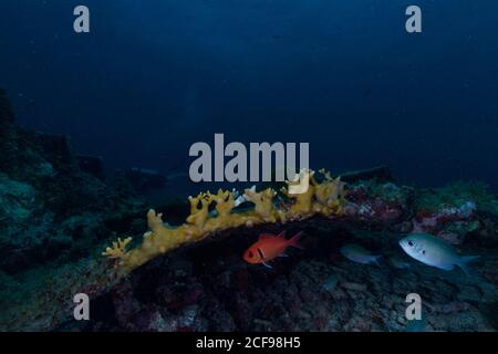 Farbenprächtiges Korallenriff mit gelbem Mittelfisch und tropischen Fischen Blaues sauberes Meer mit Taucher auf dem Hintergrund Stockfoto