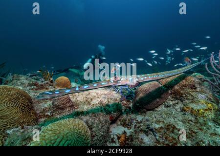 Von oben exotische bunte Pflanzen und Fische mit Unterwasser Schwimmer auf dem Hintergrund im Meer Stockfoto