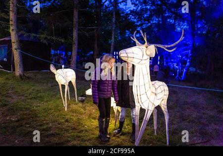 Woodland Illuminations at We are not a Festival sozial distanziert Event in Pippingford Park - Camping mit Festivalstimmung Stockfoto