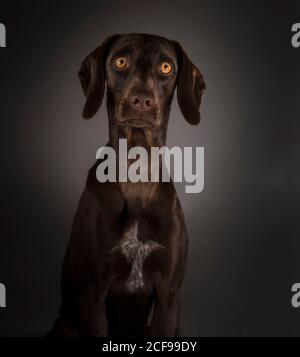 Liebenswert großen Augen Hund auf schwarzem Hintergrund Stockfoto