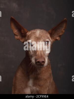 Porträt von podenco Hund in älteren Adoption auf grauem Hintergrund Stockfoto