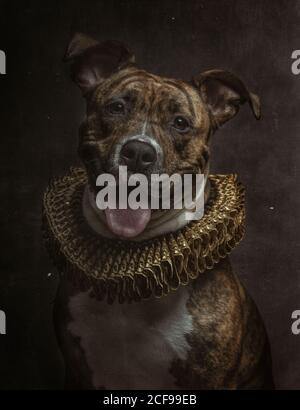 Porträt des Boxenbullen mit Tigermusterkörper in Gold ruff schaut auf die Kamera Stockfoto