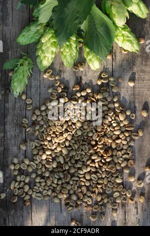 Hop Zweige und grüne Kaffeebohnen über Holz geknackt Tisch Hintergrund. Vintage-Ton. Bierzutaten. Brühflachlay-Konzept. Stockfoto