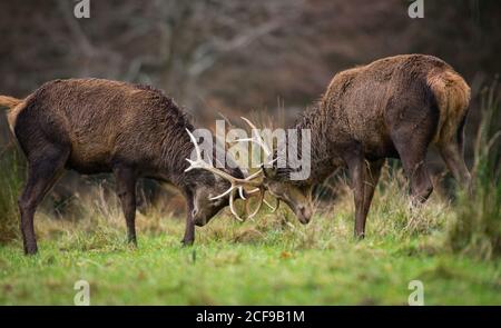 Rothirsche Hirsche kämpfen während der Brunftzeit in Killarney National parken Stockfoto