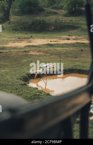 Gelber Storch im schmutzigen See und Trinkwasser stehend Stockfoto