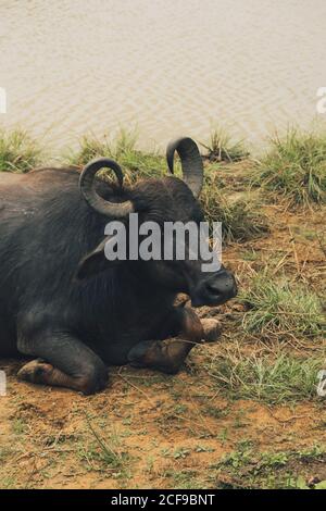 Cape Buffalo Entspannung in der Nähe von schmutzigen Wasser des Sees in der Tierwelt parken Sie an bewölkten Tagen Stockfoto