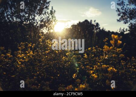 Heller Sonnenaufgang durch Äste von Bäumen Stockfoto